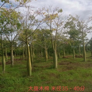 大腹木棉米径15-40公分