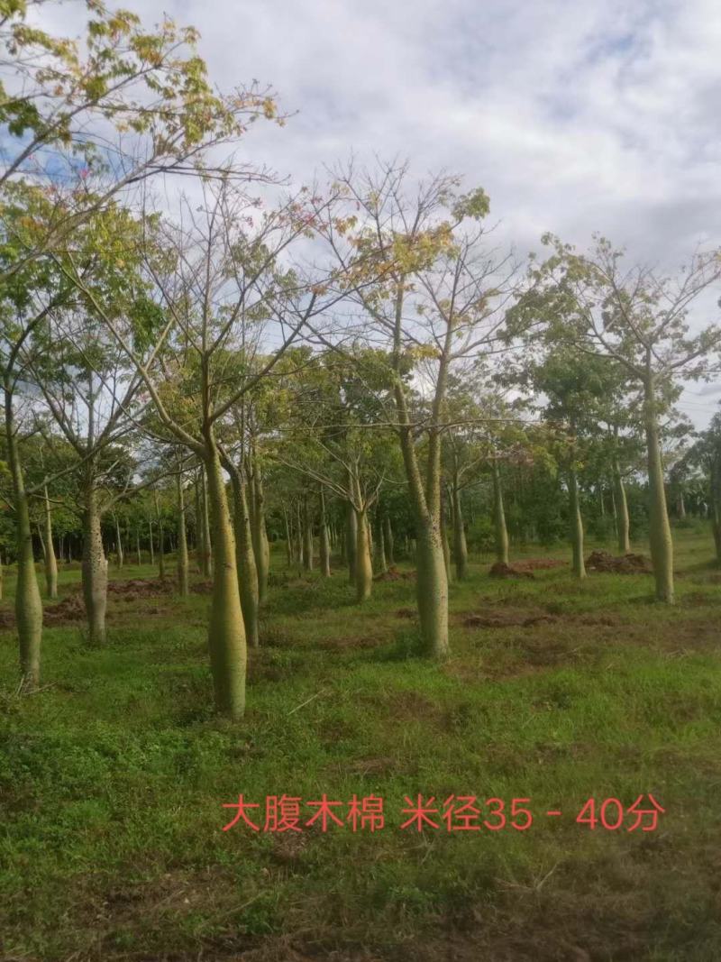 大腹木棉米径15-40公分