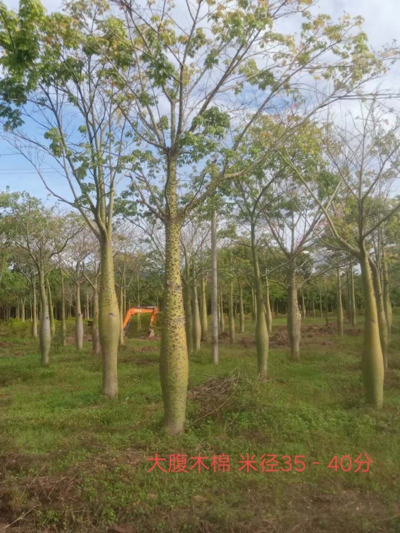 大腹木棉米径15-40公分