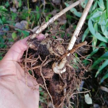 黄精多花姜黄精不倒苗，林下仿野生栽培，存活率高，发芽率高