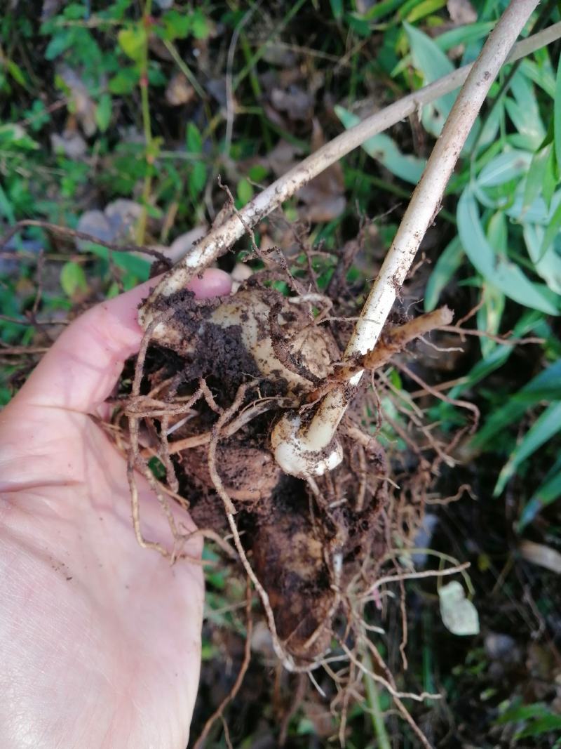黄精多花姜黄精不倒苗，林下仿野生栽培，存活率高，发芽率高