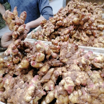 湘西本地小黄姜，口感美味，品质优良，个头统一