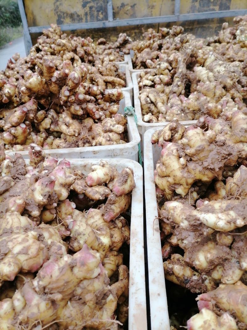 湘西本地小黄姜，口感美味，品质优良，个头统一
