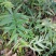 黄精多花姜黄精不倒苗，林下仿野生栽培，存活率高，发芽率高