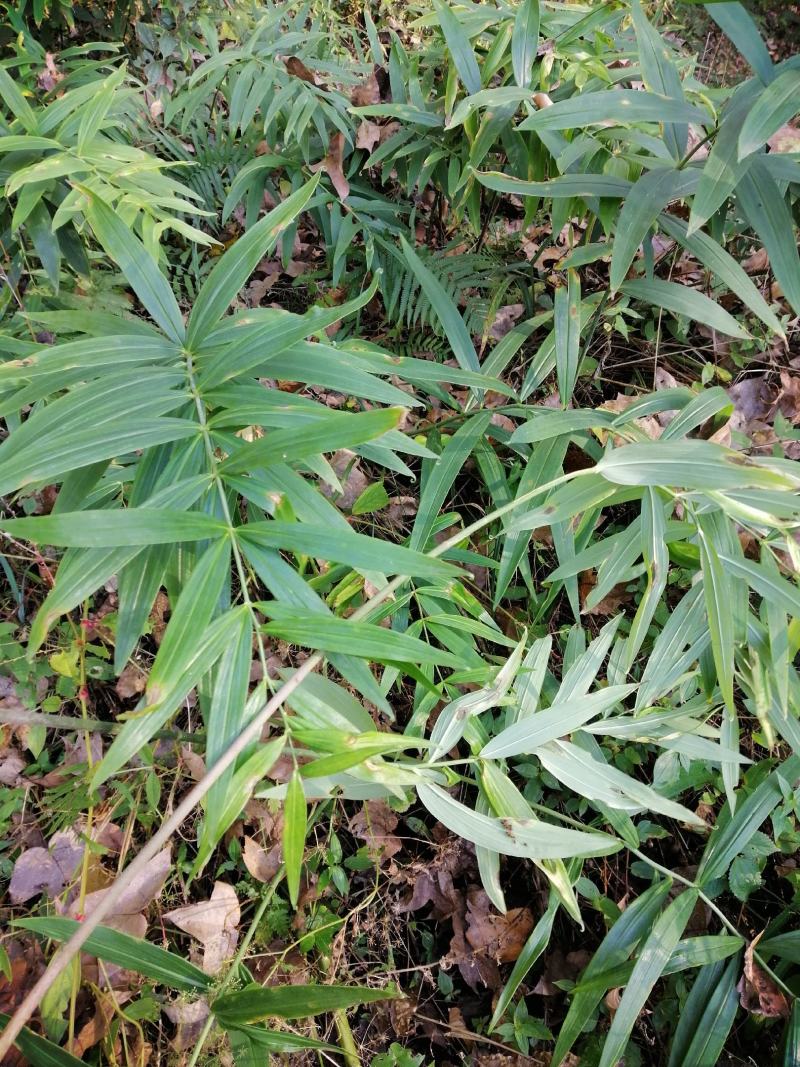 黄精多花姜黄精不倒苗，林下仿野生栽培，存活率高，发芽率高