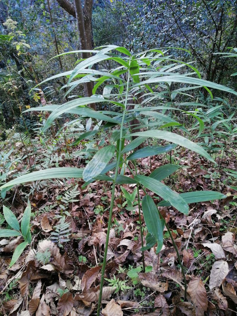 黄精多花姜黄精不倒苗，林下仿野生栽培，存活率高，发芽率高