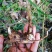 黄精多花姜黄精不倒苗，林下仿野生栽培，存活率高，发芽率高