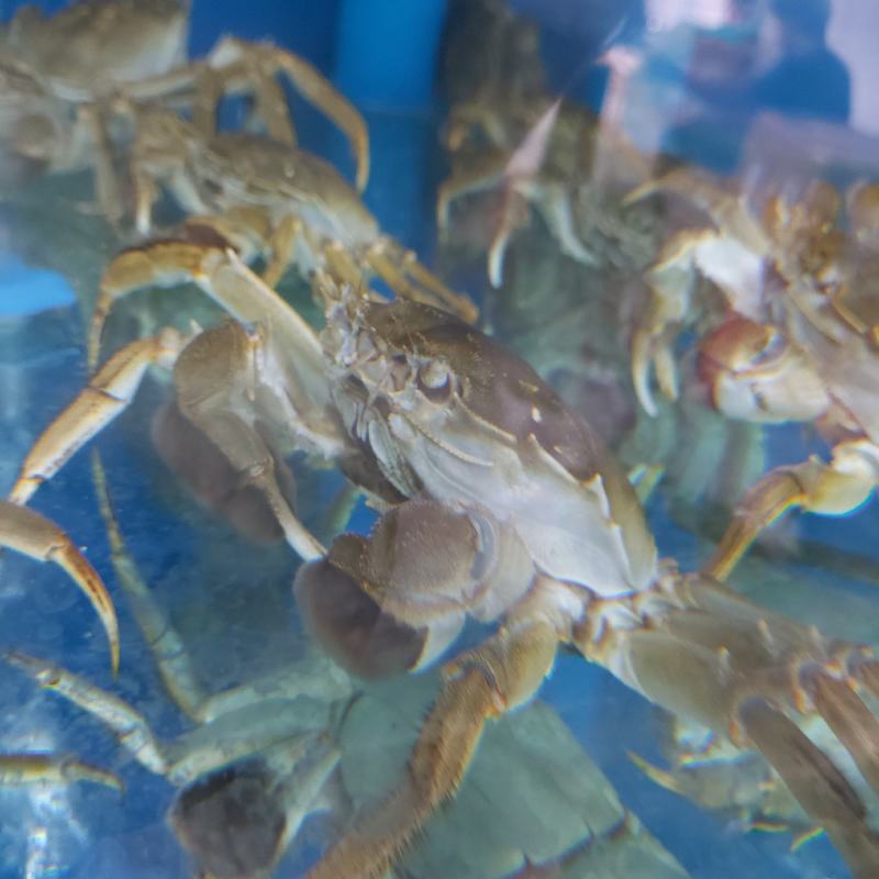 江苏阳澄湖大闸蟹（活力好，死亡率低，蟹黄饱满诚信经营)