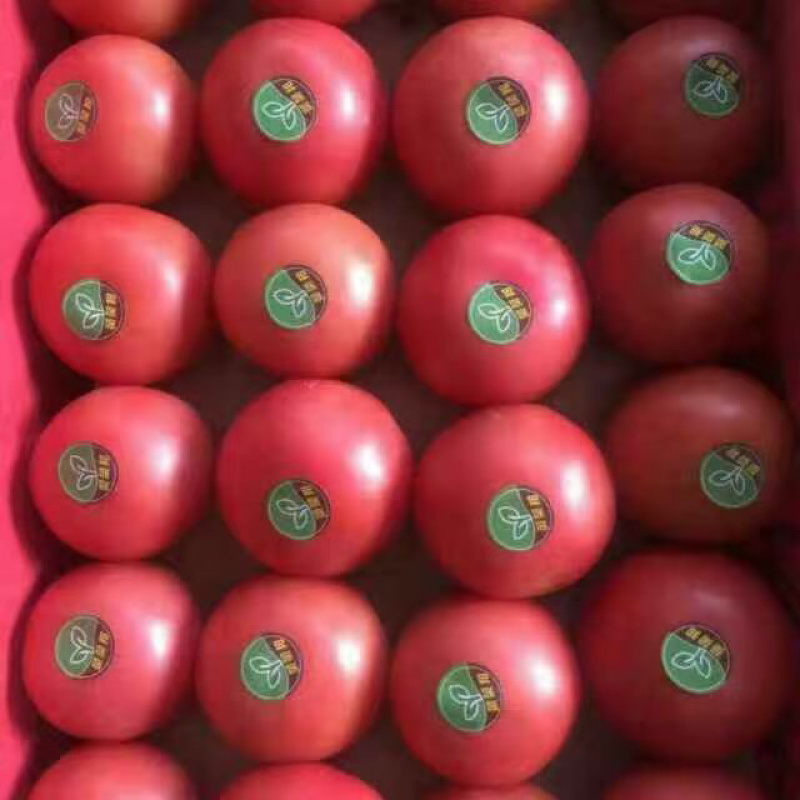 河北邯郸硬粉西红柿大量上市口感好颜色好看需要联系