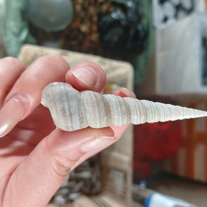 钉螺（个头均匀，可大量批发，支持个地州发货，诚信经营）