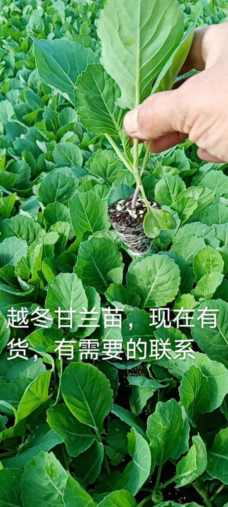 越冬甘兰苗，现在可以下单，保证成活率，一手货源，价格便宜
