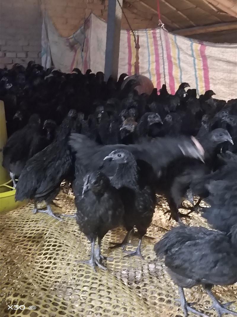 纯种青年五黑鸡，公母都有，一只也是批发价，视频选鸡全国发