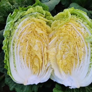河北邯郸大白菜大量上市代购代销不烧心好储存