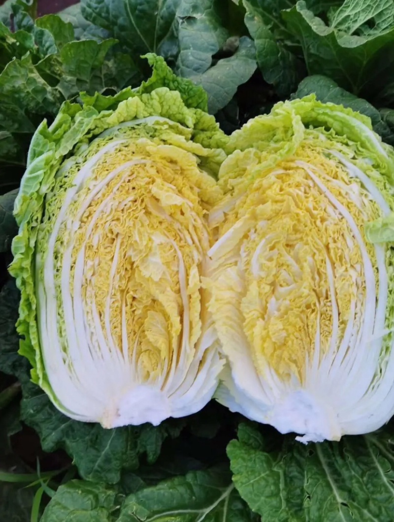 河北邯郸大白菜大量上市代购代销不烧心好储存