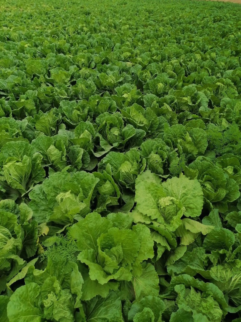 河北邯郸大白菜大量上市代购代销不烧心好储存