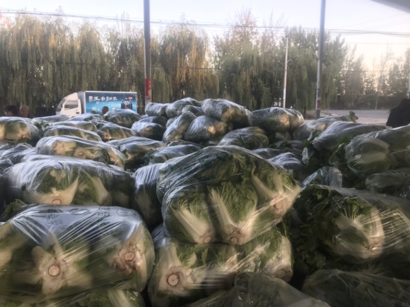 河北邯郸大白菜大量上市代购代销不烧心好储存