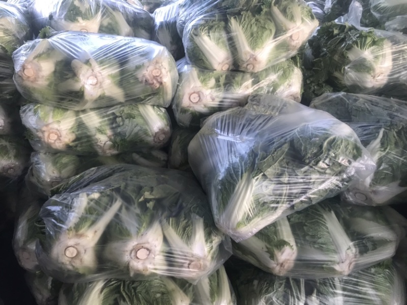 河北邯郸大白菜大量上市代购代销不烧心好储存