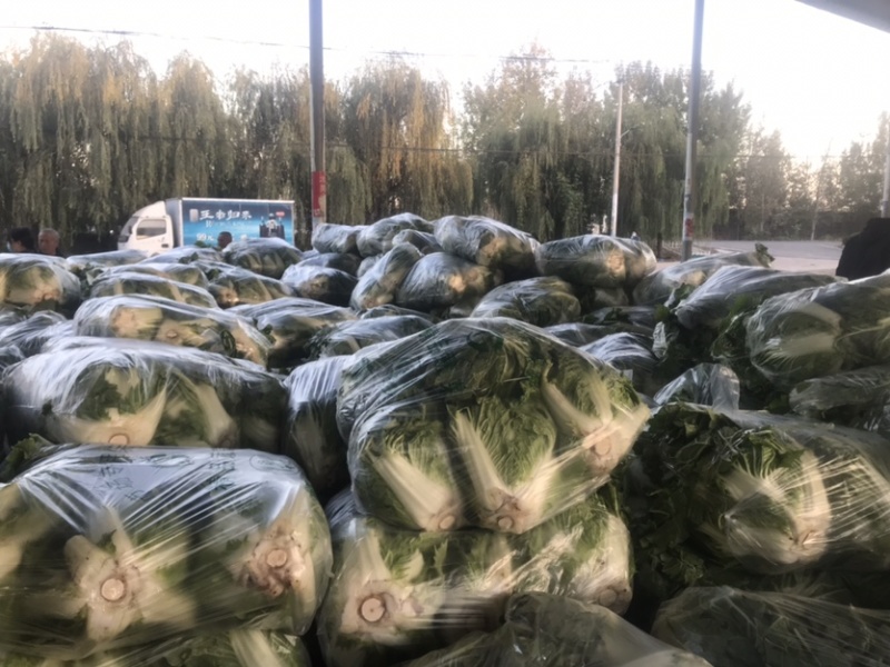 河北邯郸大白菜大量上市代购代销不烧心好储存