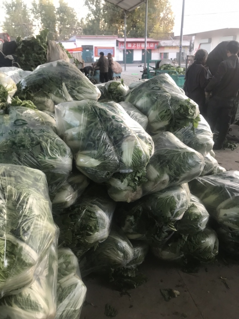 河北邯郸大白菜大量上市代购代销不烧心好储存