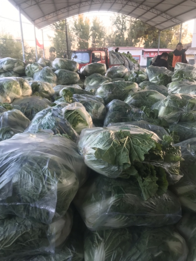 河北邯郸大白菜大量上市代购代销不烧心好储存