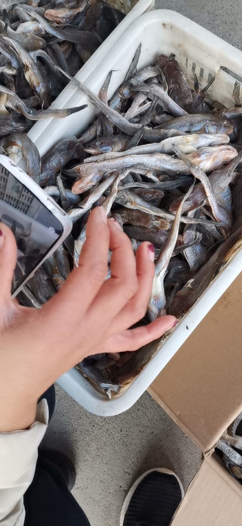 咸鱼狗光鱼、又名油光鱼，渤海湾打捞之后精盐腌制而成