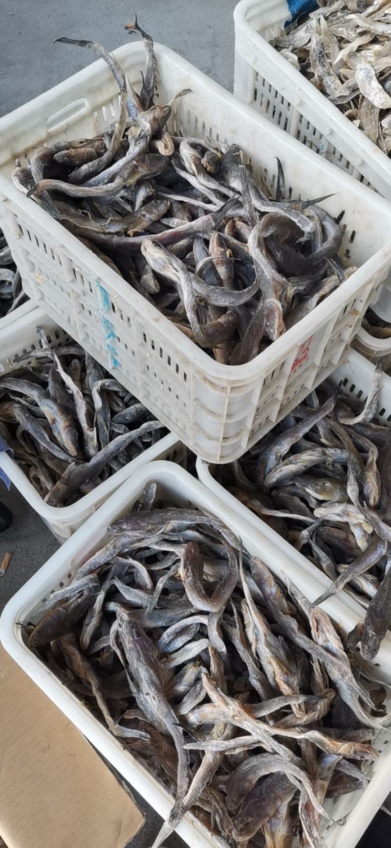 咸鱼狗光鱼、又名油光鱼，渤海湾打捞之后精盐腌制而成