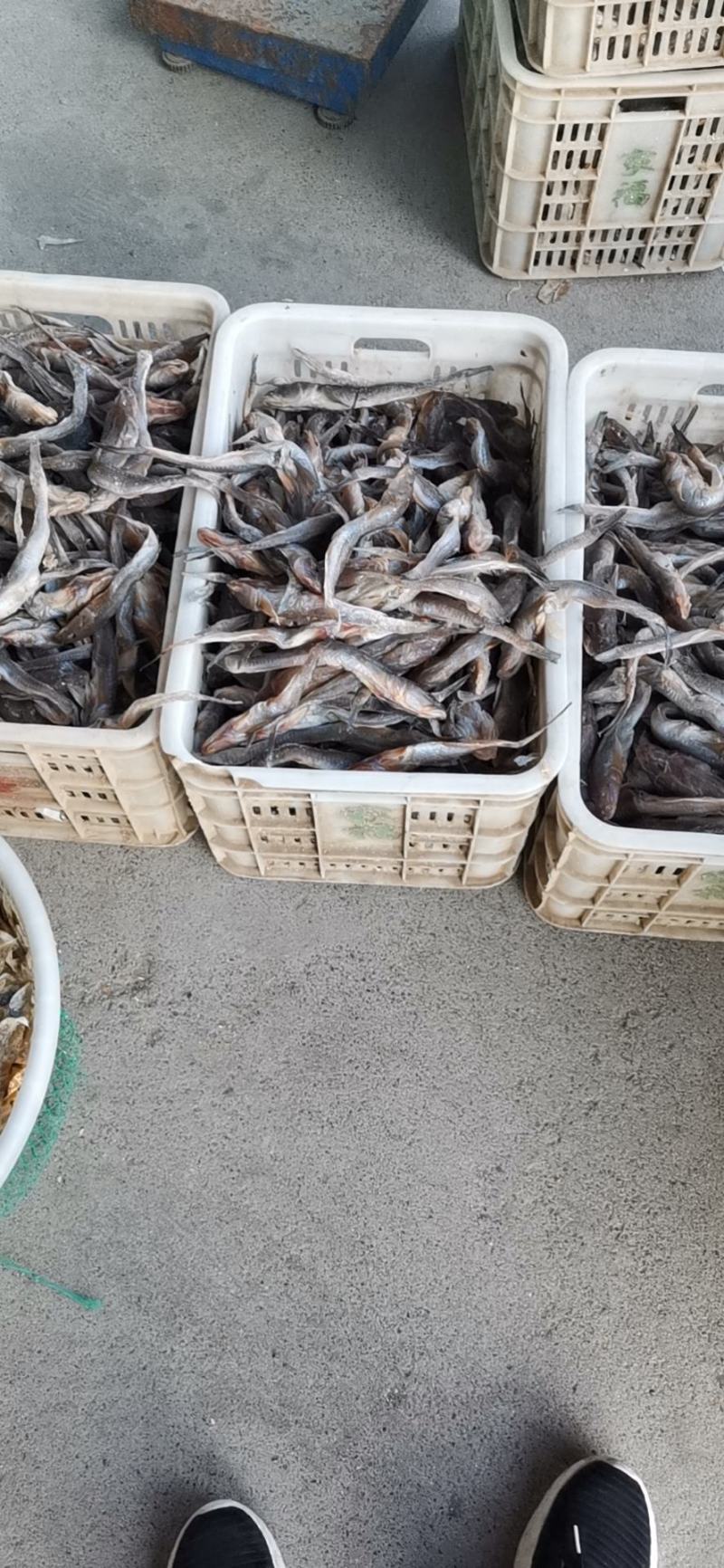 咸鱼狗光鱼、又名油光鱼，渤海湾打捞之后精盐腌制而成