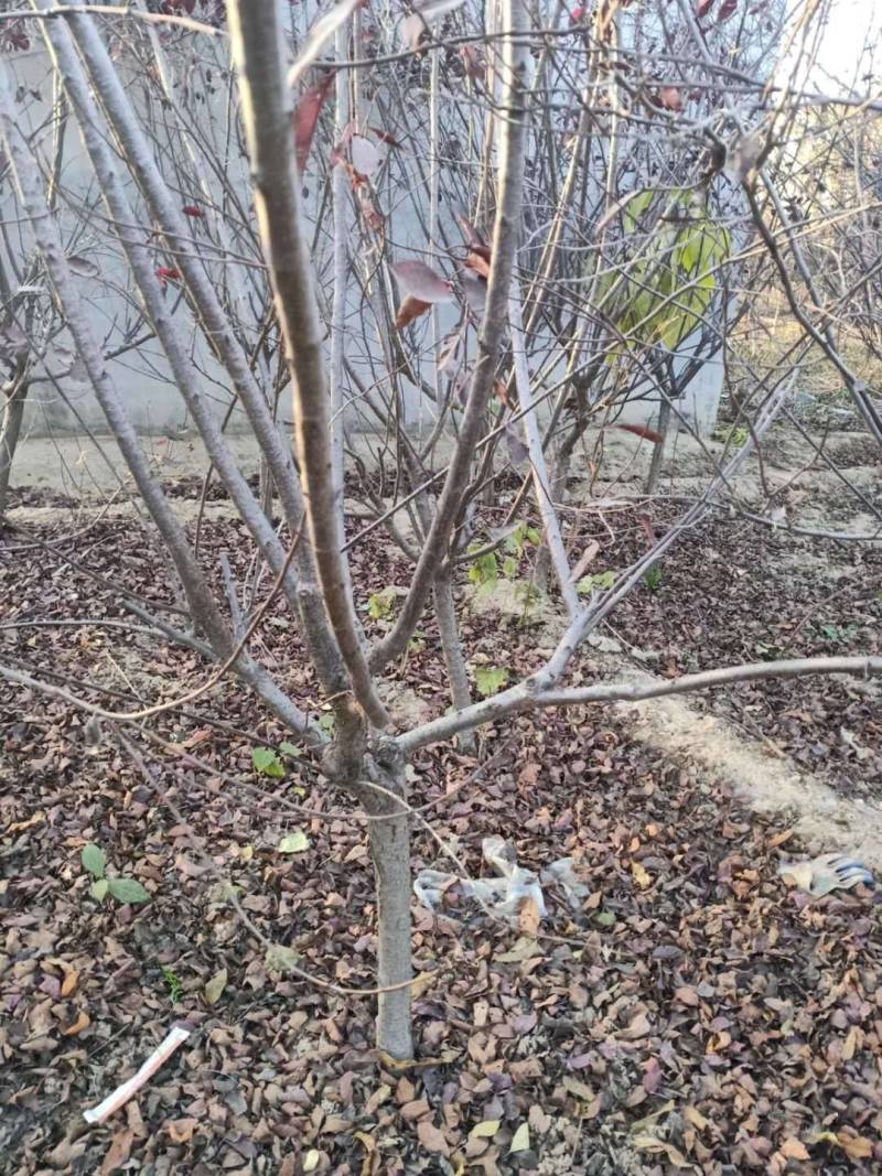 大量出售4-8的紫叶矮樱