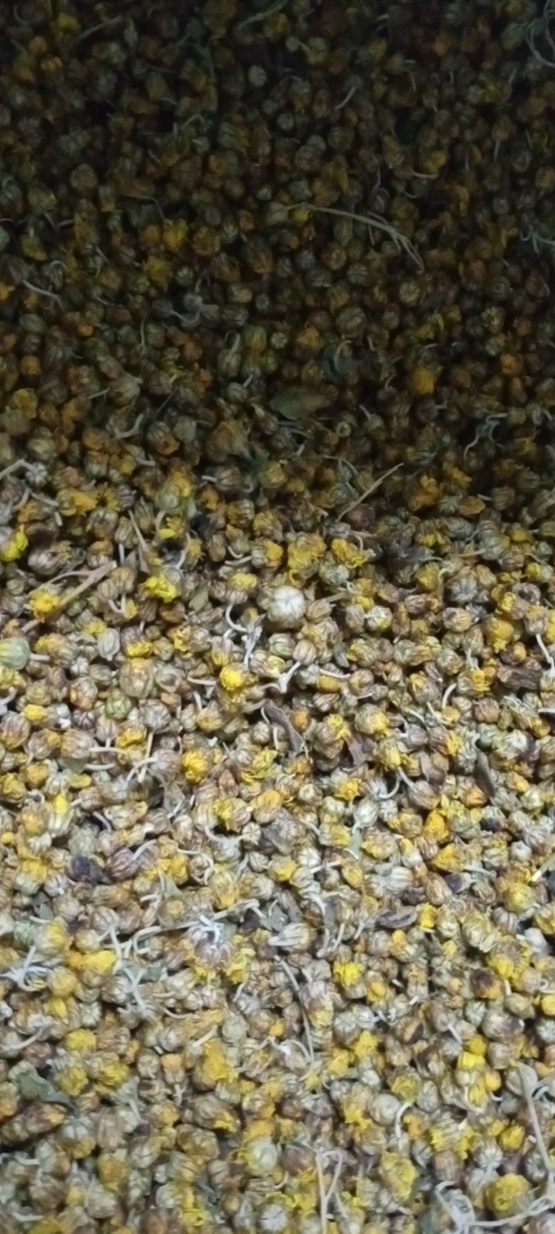 今年新货产地直销山区野菊花500克小菊花山菊花好货价优