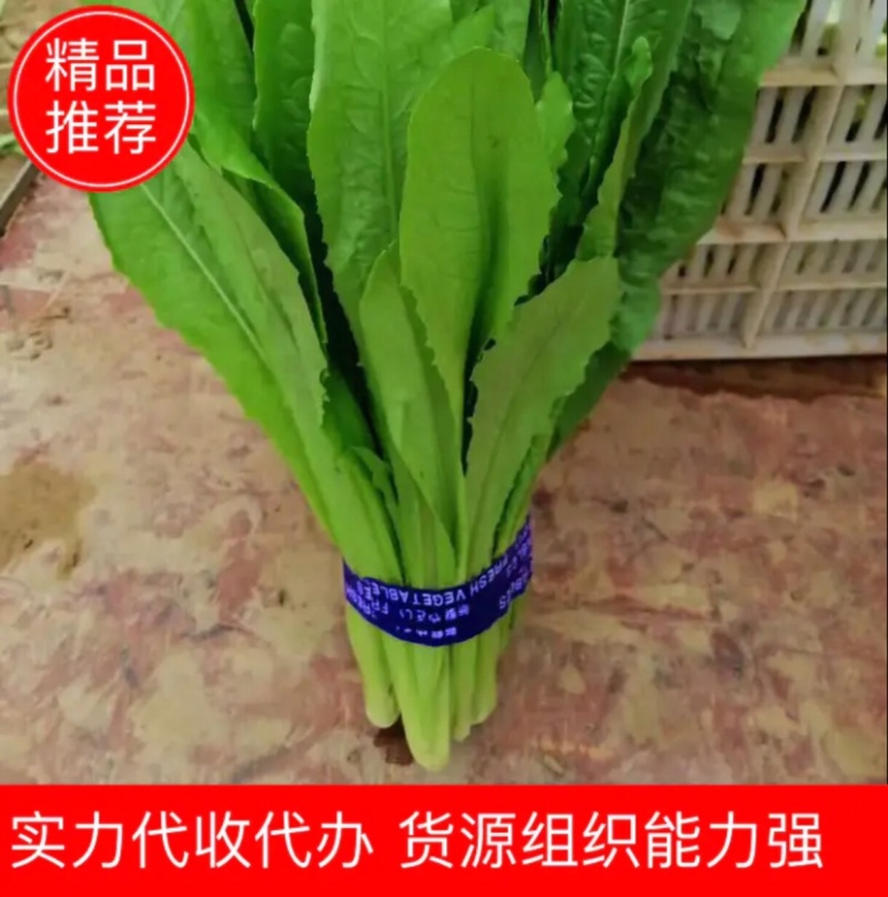 河北邯郸大量油麦菜代购代销有需要的联系