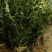 江西高产嫁接油茶苗20-80规格齐全可分大小苗层次出售