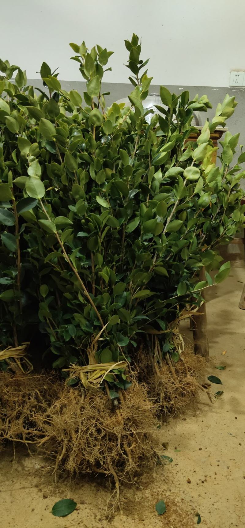 江西高产嫁接油茶苗20-80规格齐全可分大小苗层次出售