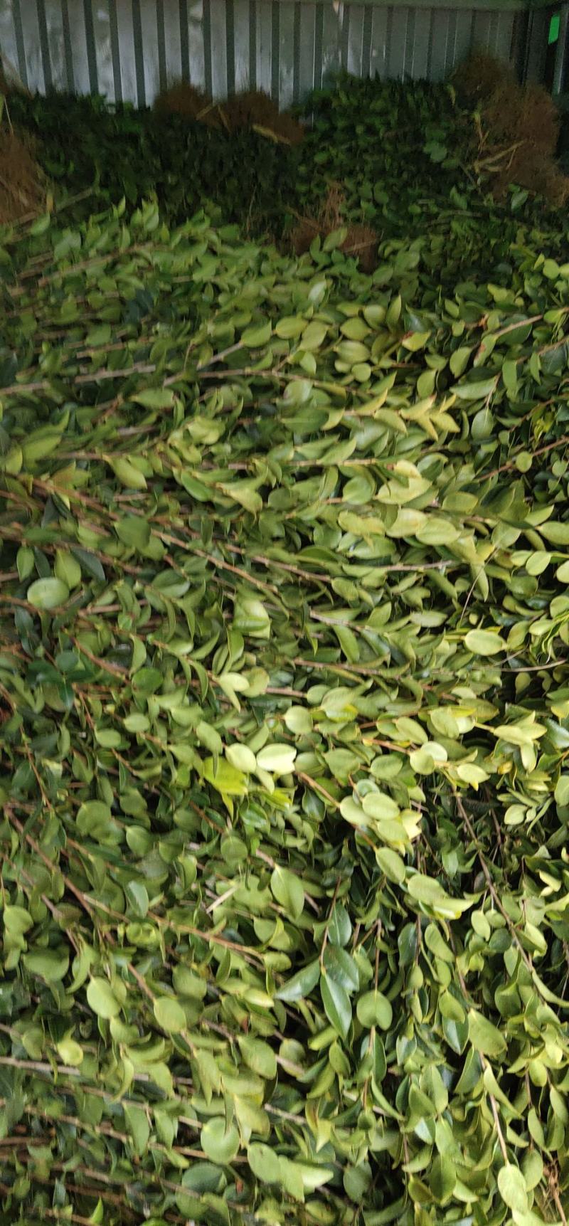江西高产嫁接油茶苗20-80规格齐全可分大小苗层次出售