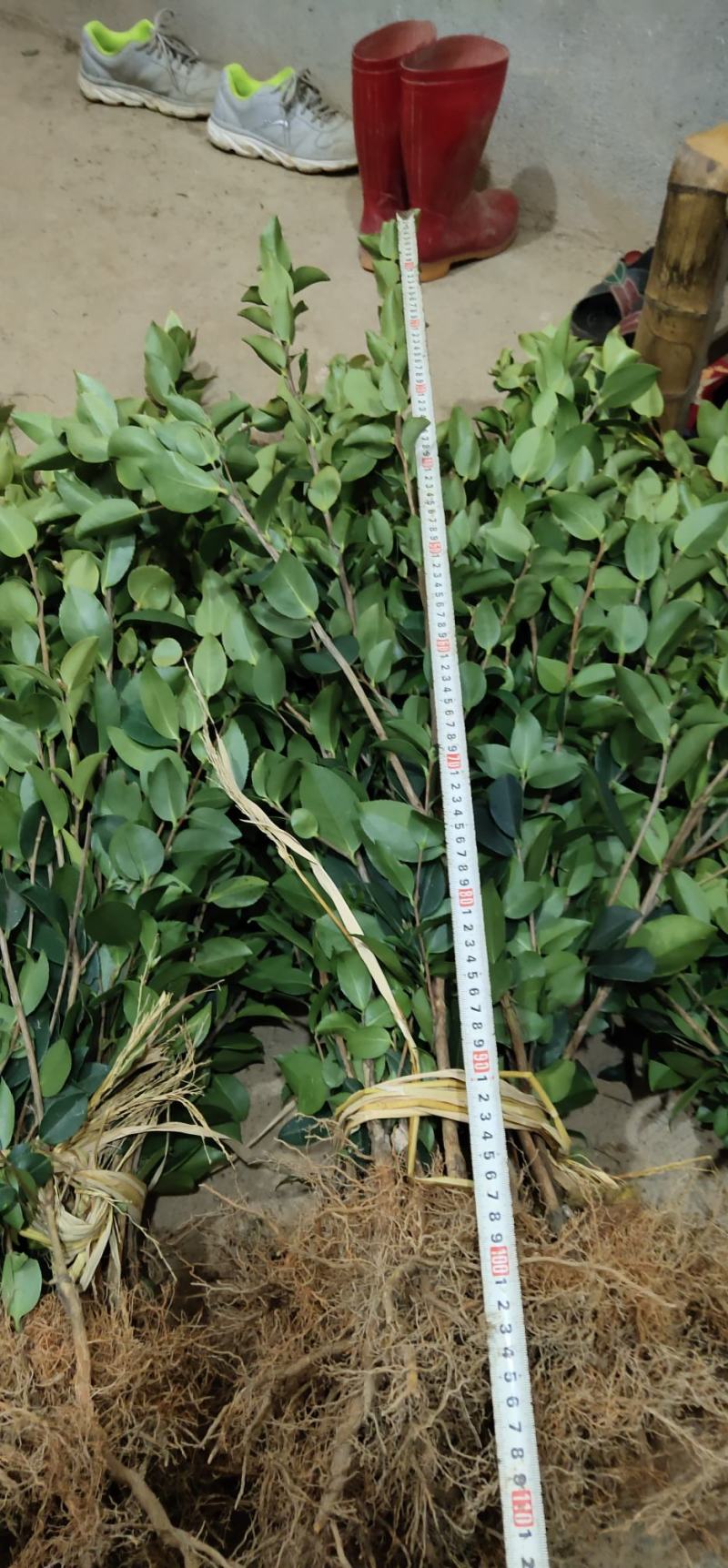 江西高产嫁接油茶苗20-80规格齐全可分大小苗层次出售