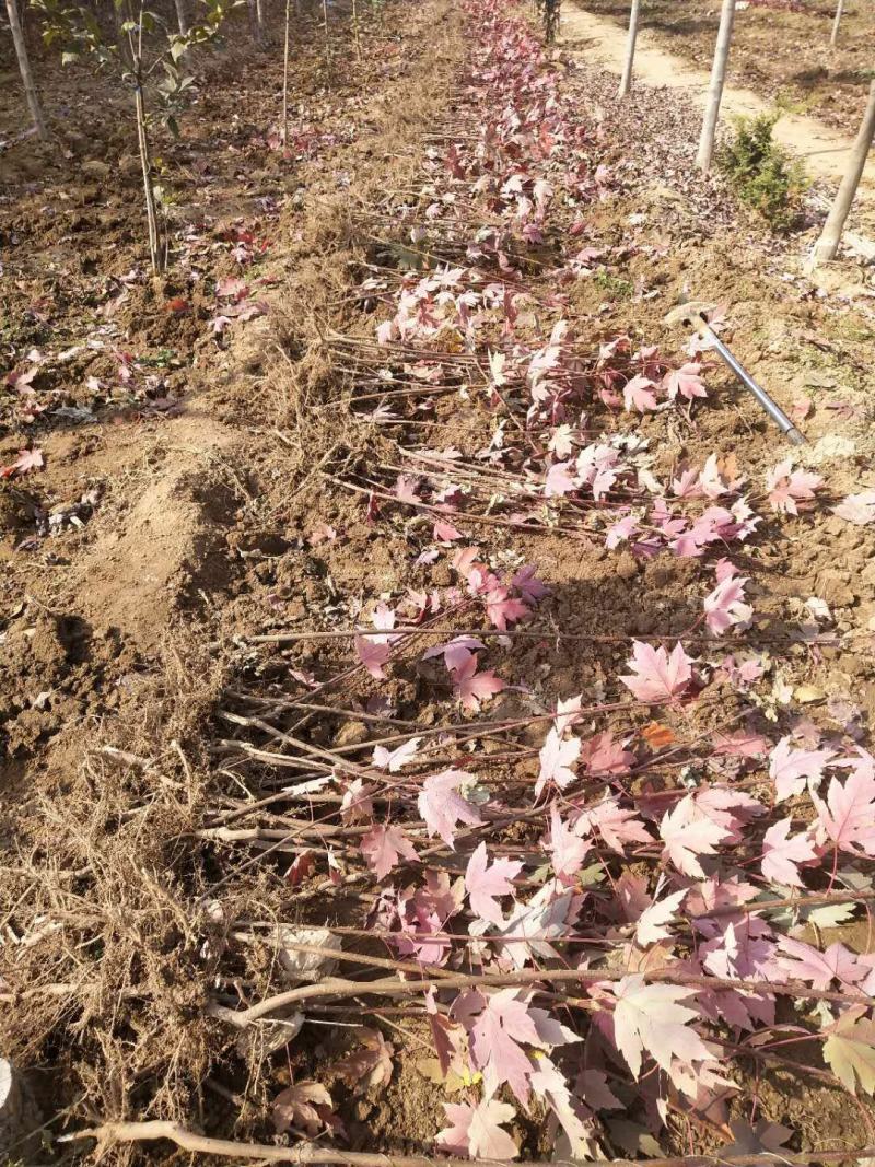 红枫树苗日本红枫红舞姬美国红枫红冠盆栽地栽道路绿化四季红