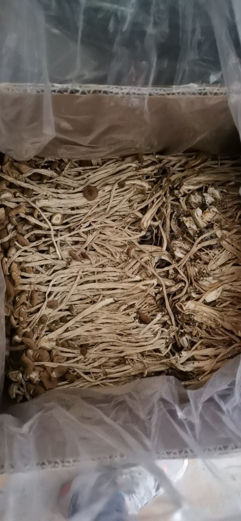 茶树菇，开伞茶树菇，未开伞茶树菇