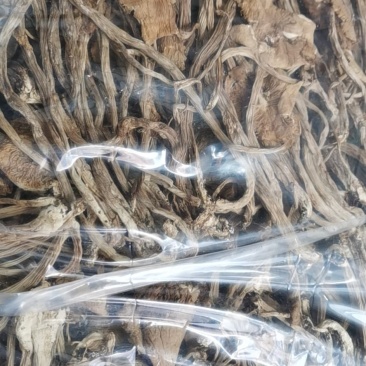 茶树菇，开伞茶树菇，未开伞茶树菇