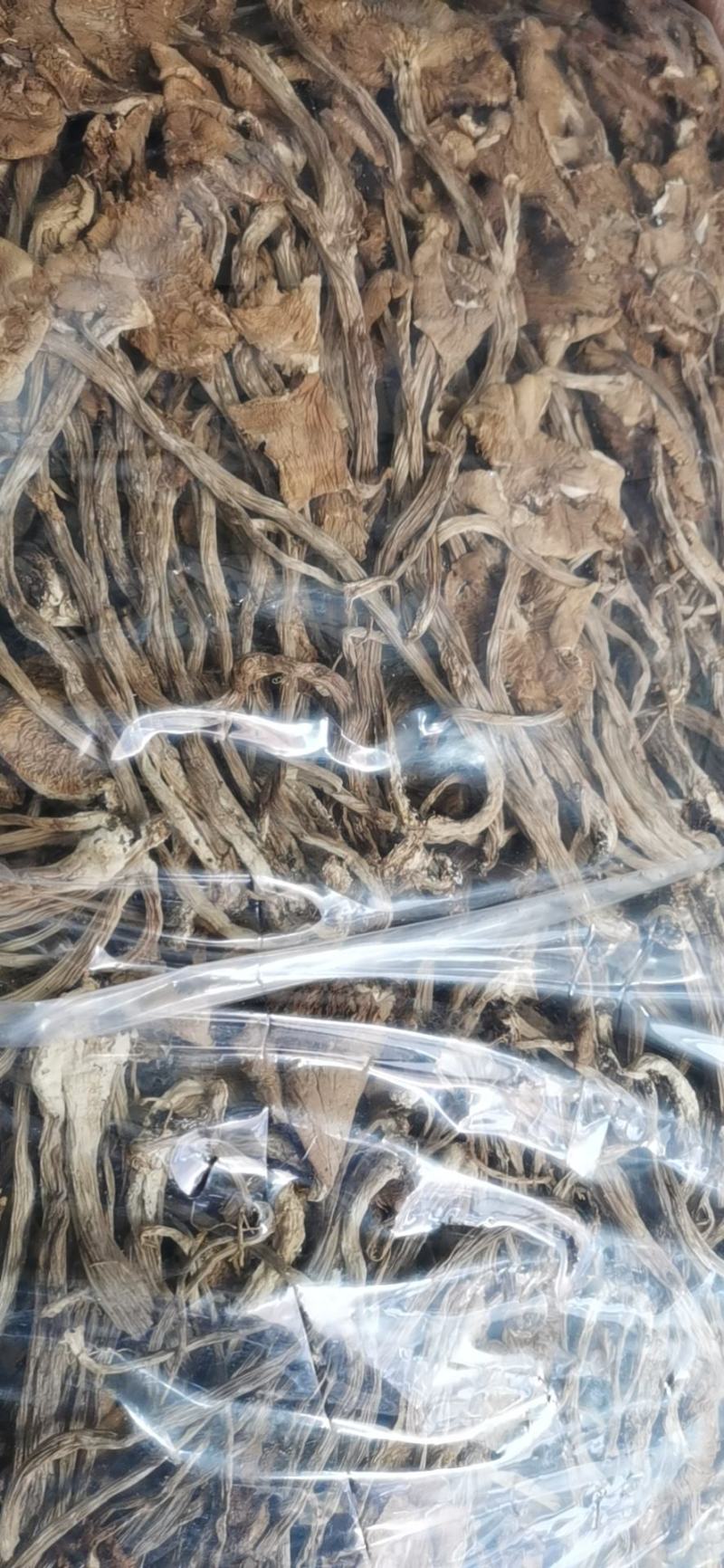 茶树菇，开伞茶树菇，未开伞茶树菇