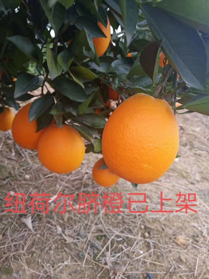 脐橙伦晚夏橙秋橙二级果高次果价格便宜支持发货