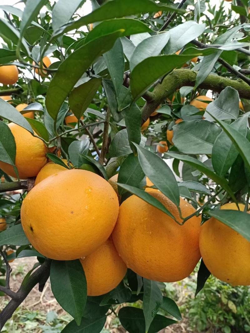 脐橙伦晚夏橙秋橙二级果高次果价格便宜支持发货