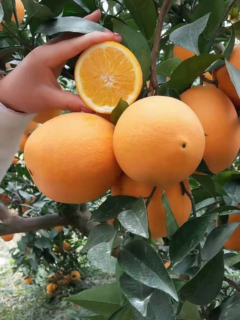 脐橙伦晚夏橙秋橙二级果高次果价格便宜支持发货