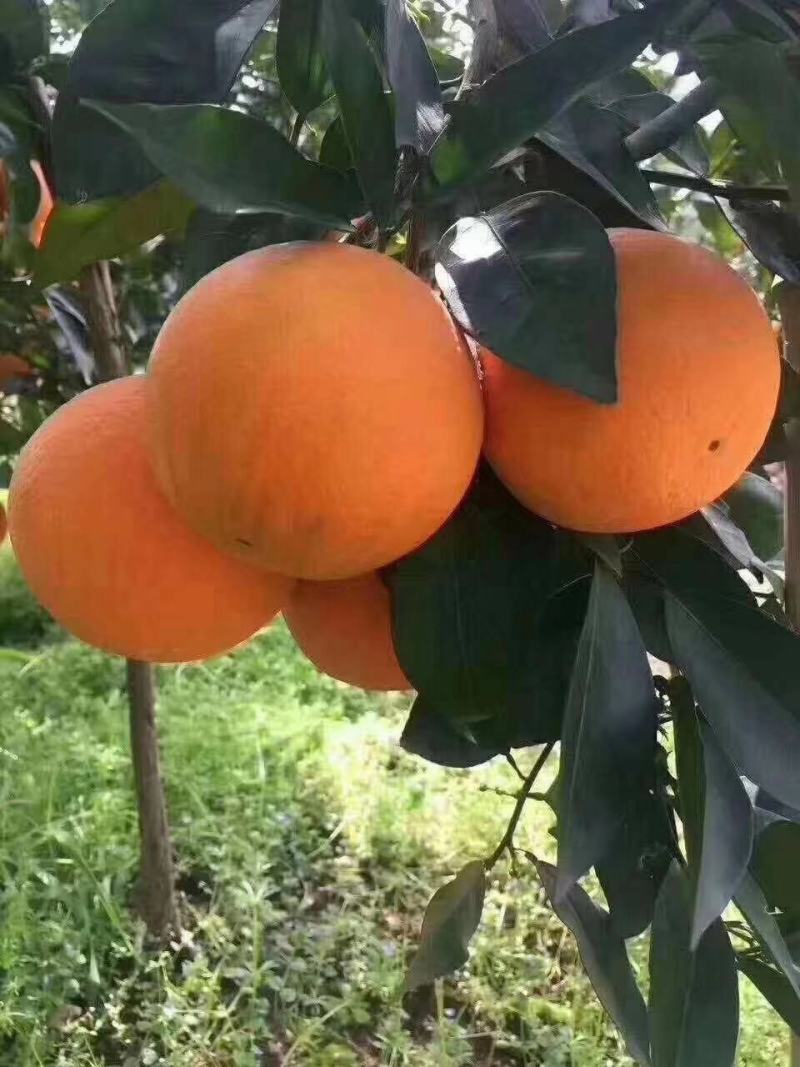 脐橙伦晚夏橙秋橙二级果高次果价格便宜支持发货