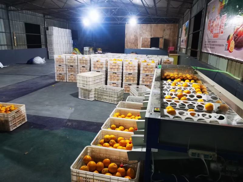 赣南脐橙已上市，（现在开始接受大量收购）专业代办一条龙