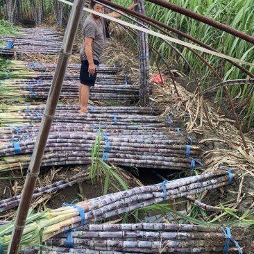 黑皮甘蔗，台州产地价格优惠自己种植大户，可实地考察