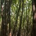 黑皮甘蔗，台州产地价格优惠自己种植大户，可实地考察
