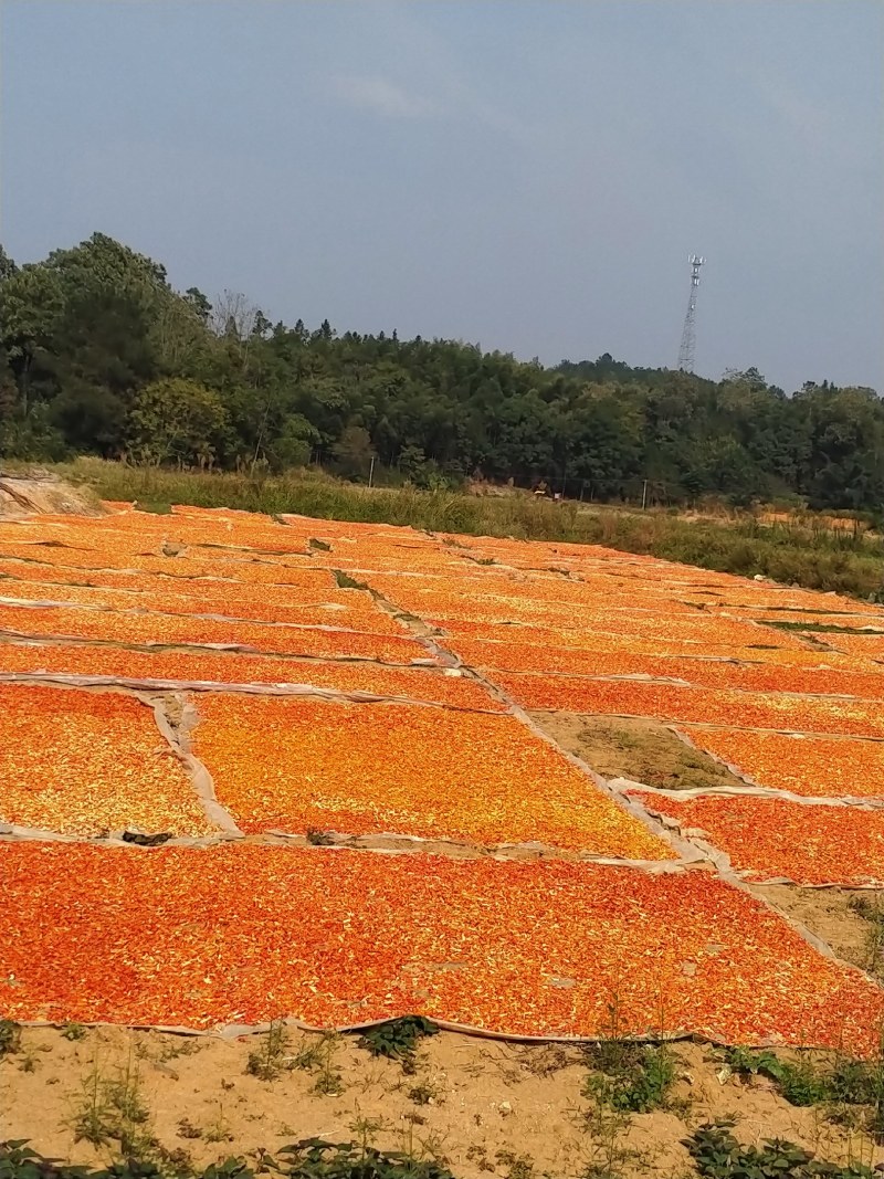 干辣椒湖南野山椒干辣椒