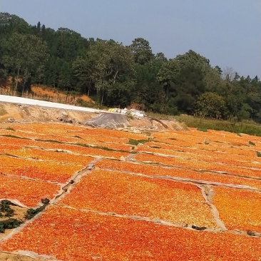 干辣椒湖南野山椒干辣椒