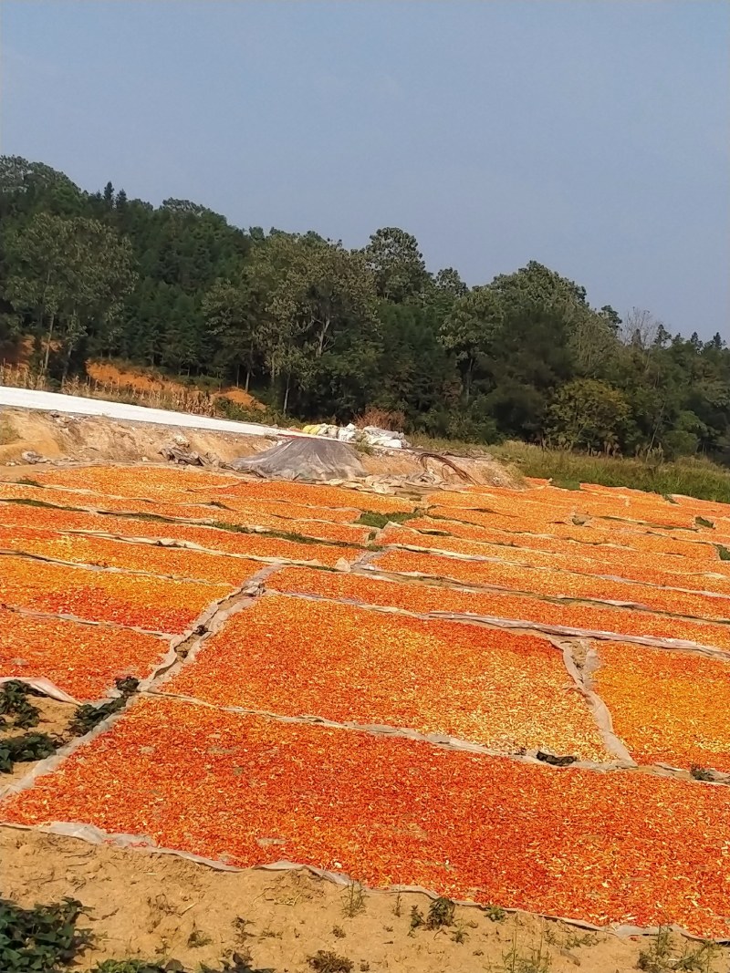 干辣椒湖南野山椒干辣椒