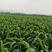 洛阳蒙福晋农业种植有限公司出售新鲜小米优质小米