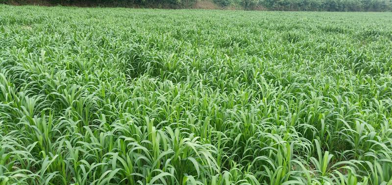 洛阳蒙福晋农业种植有限公司出售新鲜小米优质小米